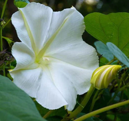 MOONFLOWER SIGNATURE BODY LOTION House of Cottonwood